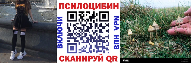 Купить где  Кинешма  Псилоцибиновые грибы GOLDEN TEACHER 